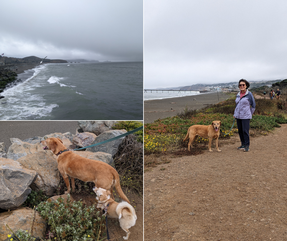 collage with three photos featuring a woman on the beach with her dog, and another photo of two dogs on the beach